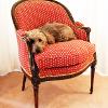 An 18th-century, upholstered Louis XVI Bergère chair with dog!